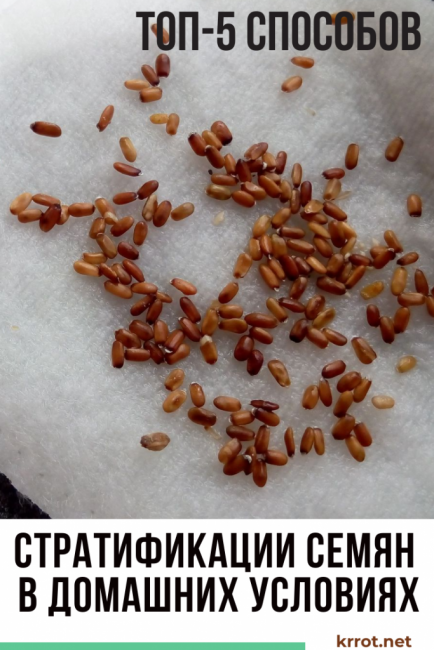 vetőmag rétegződés + otthon