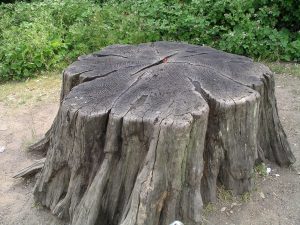 Kuinka päästä eroon vanhasta kannosta kitkemättä sitä juurineen? Nopea tapa? ongelmanratkaisu