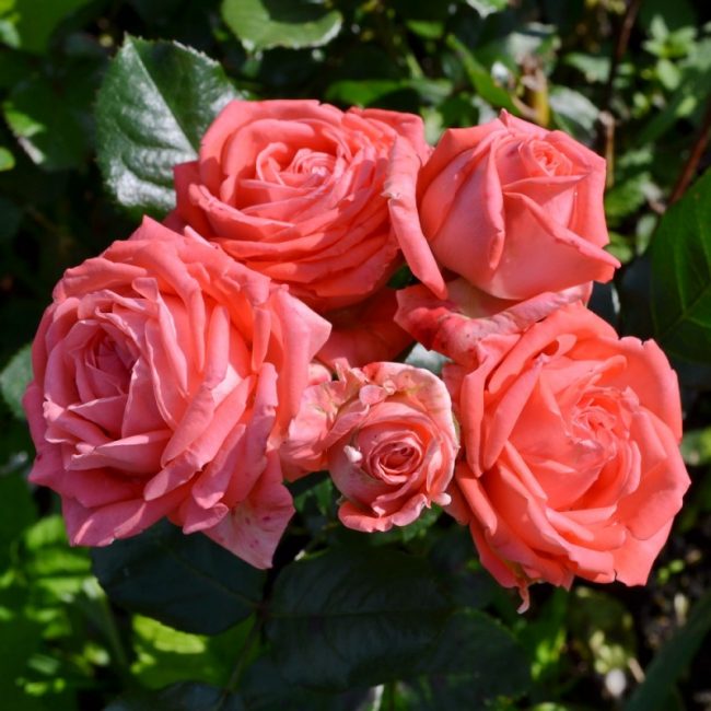 Lancome