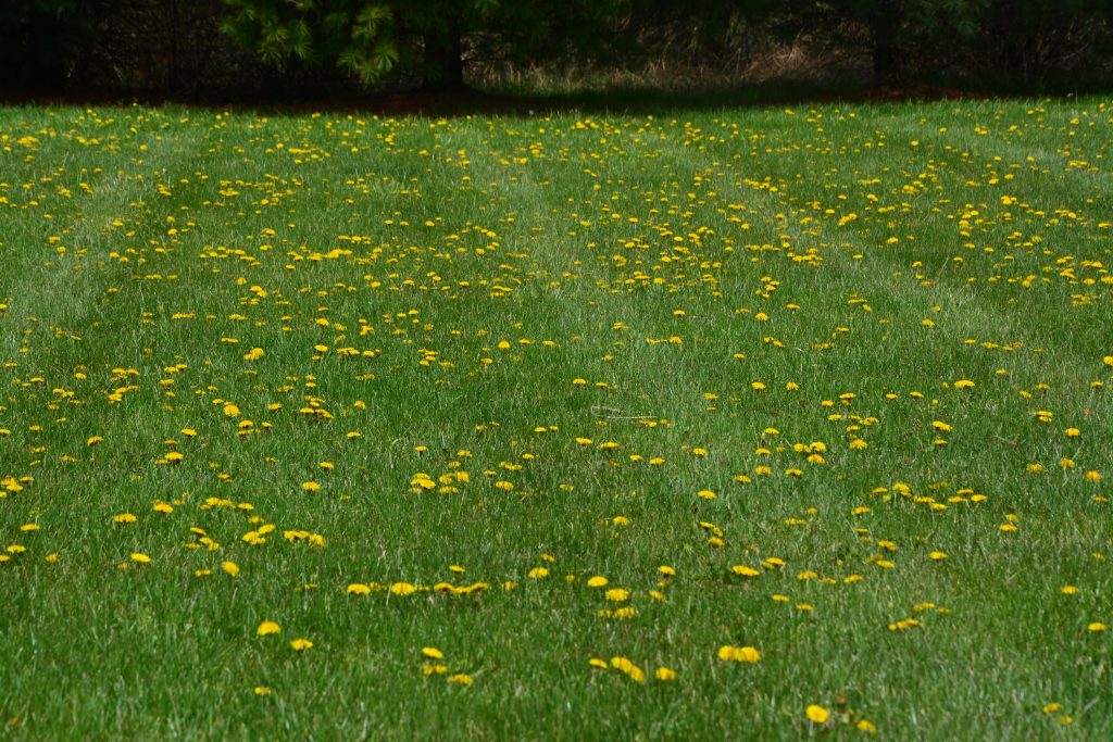 Cómo deshacerse permanentemente de los dientes de león en el jardín o el césped