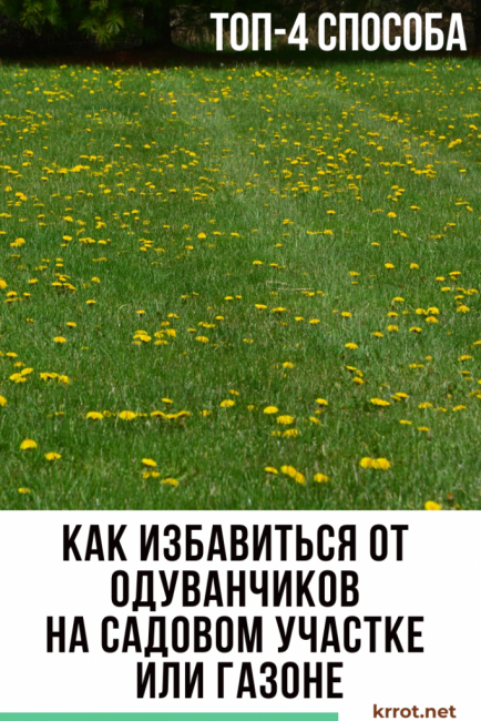 harcolni a pitypanggal az országban