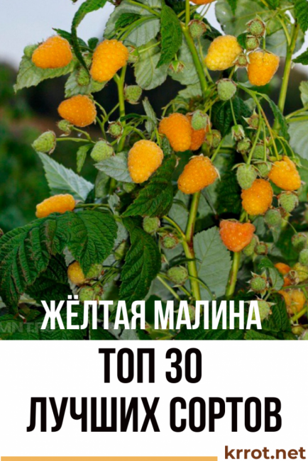 κίτρινο βατόμουρο