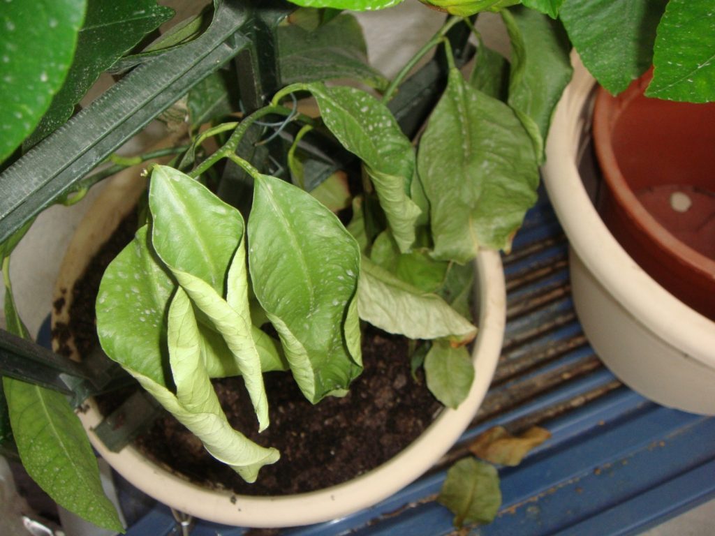 γιατί τα φύλλα των λουλουδιών καμπυλώνουν