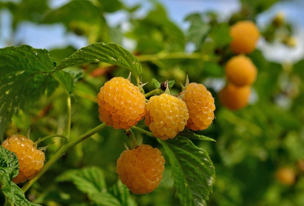 frambuesa amarilla
