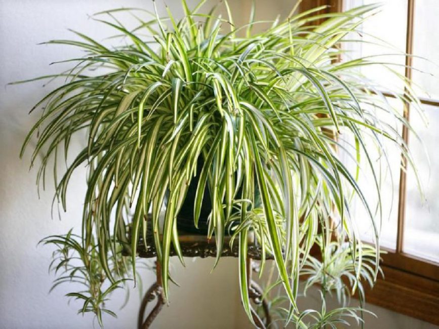 Chlorophytum