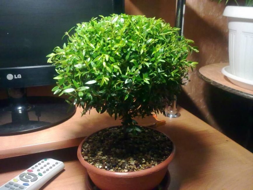 arbre de murta