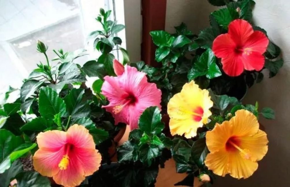 Rosa xinesa a la família Malvov: mite o realitat?