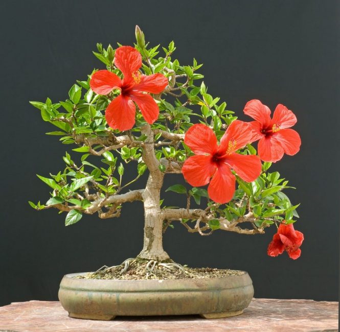 Una de les opcions de bonsai de roses xineses