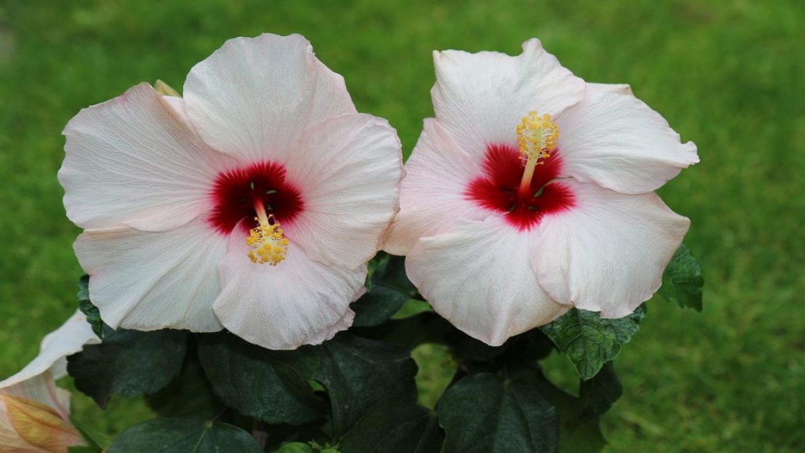 Borias hibiscus està decorat amb flors blanques amb un centre vermell