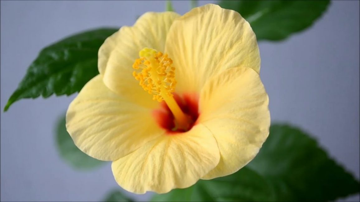 El groc de Kyoto com un dels representants de la línia holandesa d'hibisc
