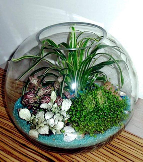 Σπίτι florarium με χλωρόφυτο, το οποίο αποτελεί τη βάση της σύνθεσης