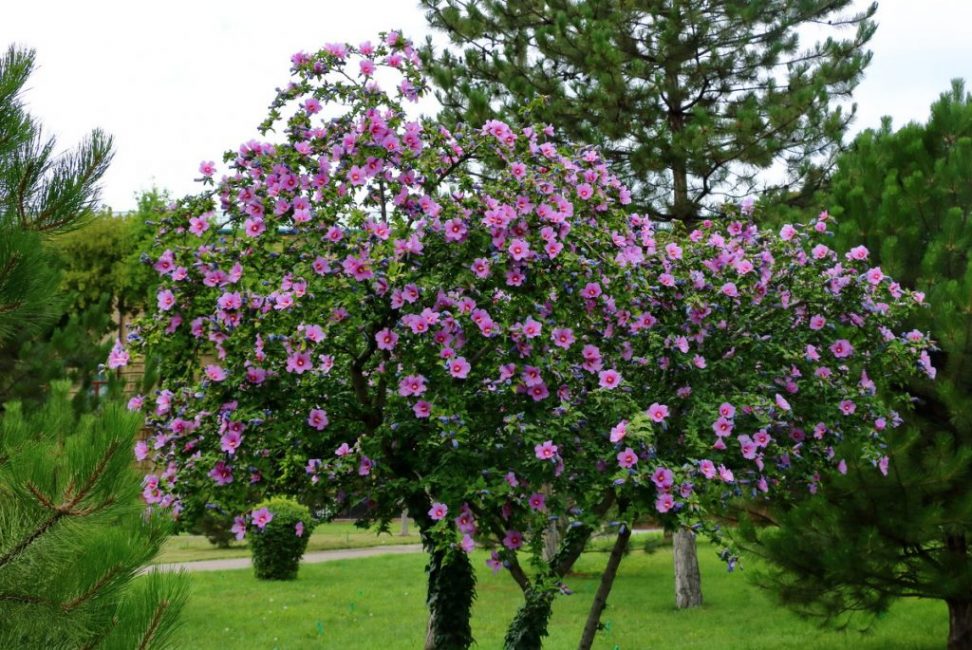 Hibisc sirià - una meravellosa decoració dels jardins i parcs de Crimea