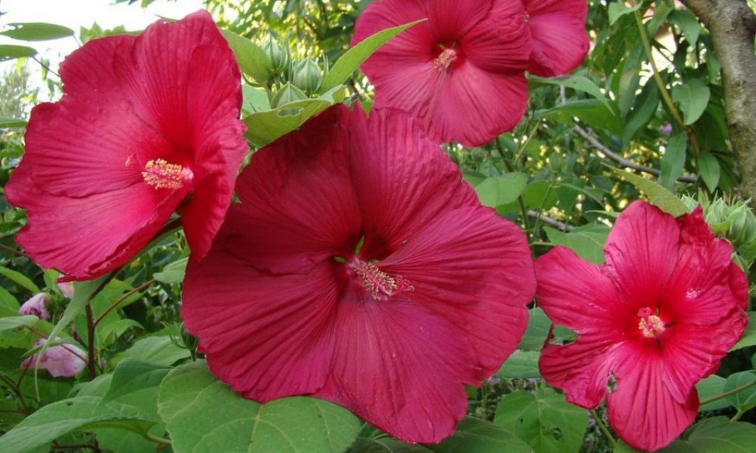 L'hibisc dels pantàs es caracteritza per tenir flors grans i un color brillant de la corol·la.