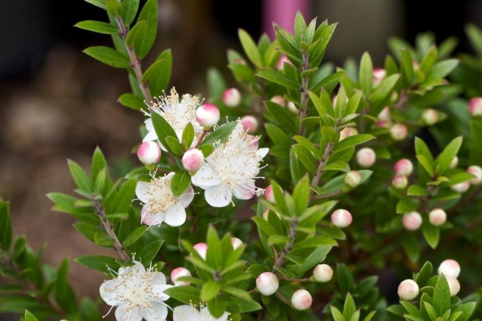 Les flors delicades i fragants duren tot l'estiu