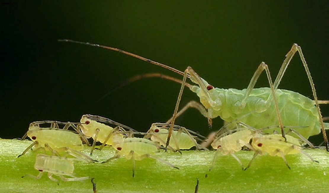 pulgón verde