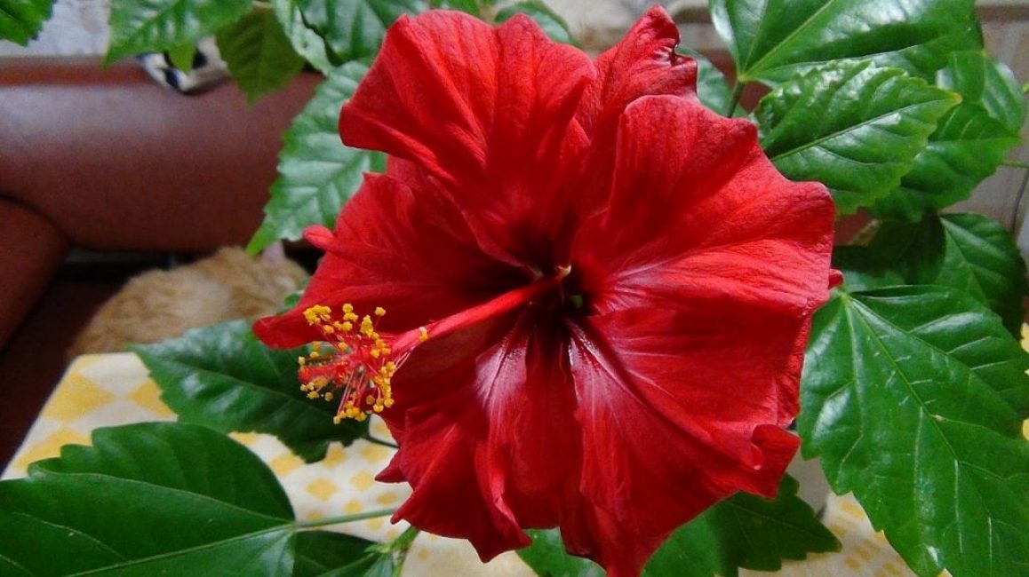 Color vermell i corol·la gran d'una flor - una targeta de visita d'hibisc xinès