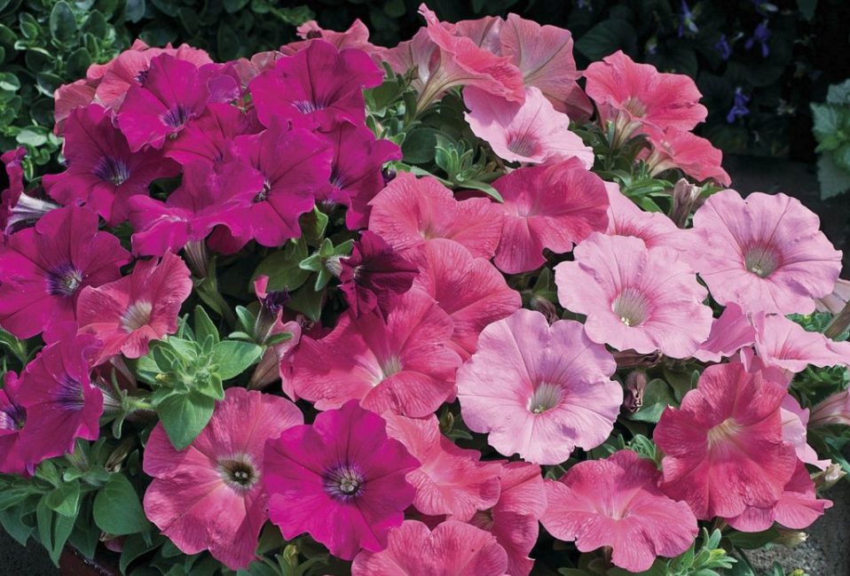 petunia grandiflora