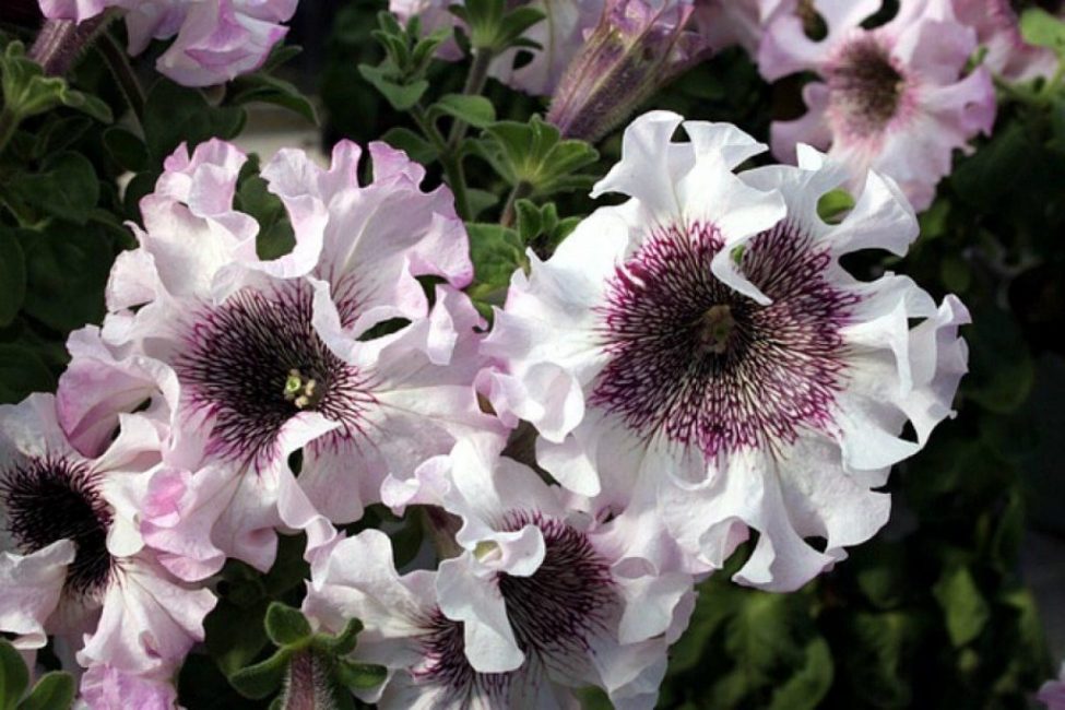 Petunia grandiflora superbissima