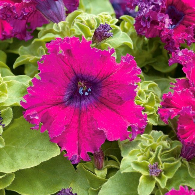 Petunia grandiflora fimbriata