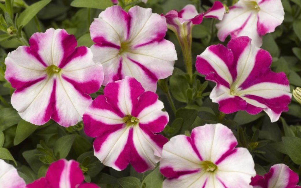 petunia multiflora