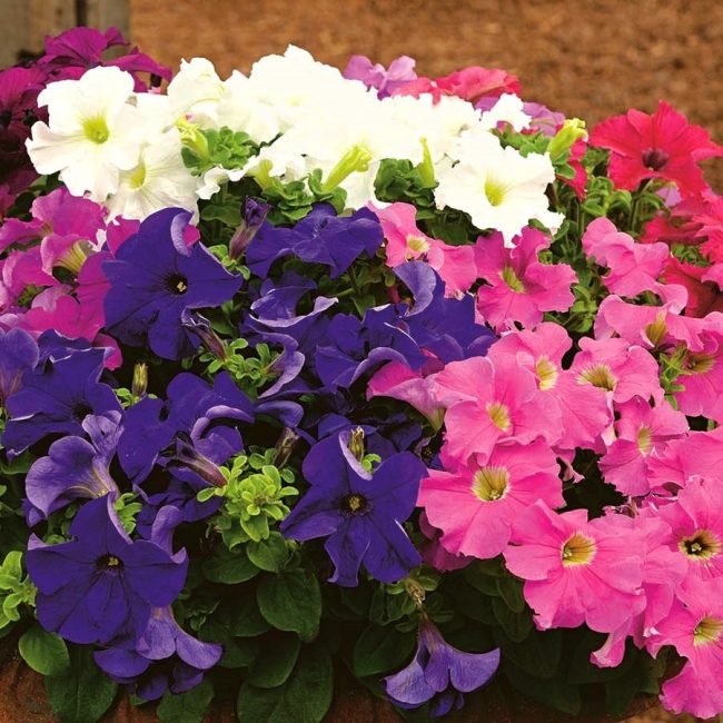 Petunia Nana compacta