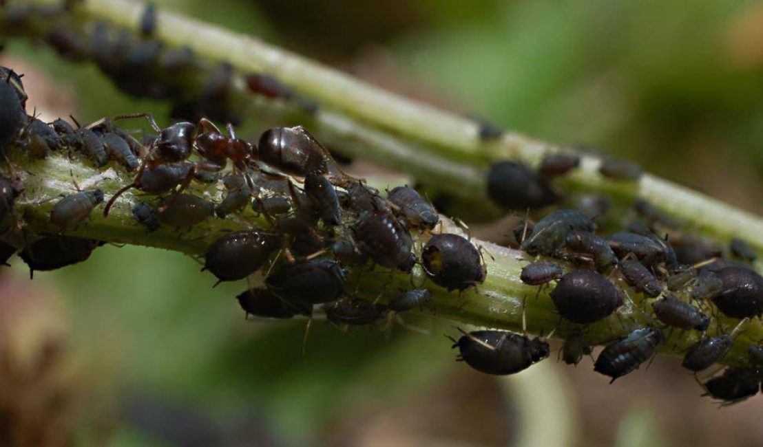 pulgón negro