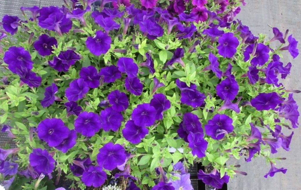 petunia ampelosa