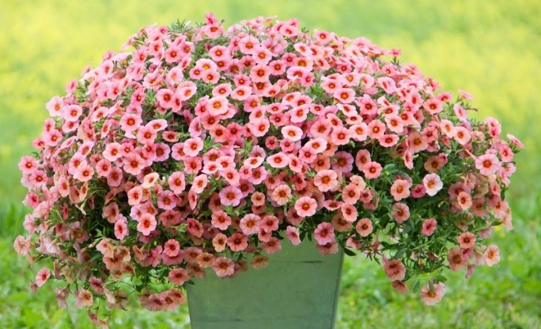 Calibrachoa