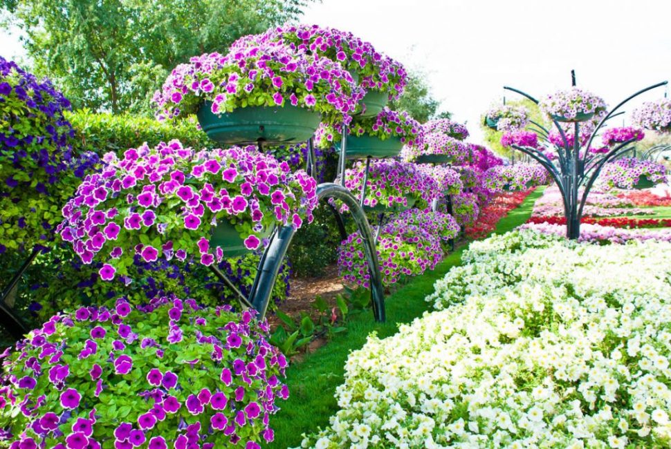 Petunia en diseño de paisaje.