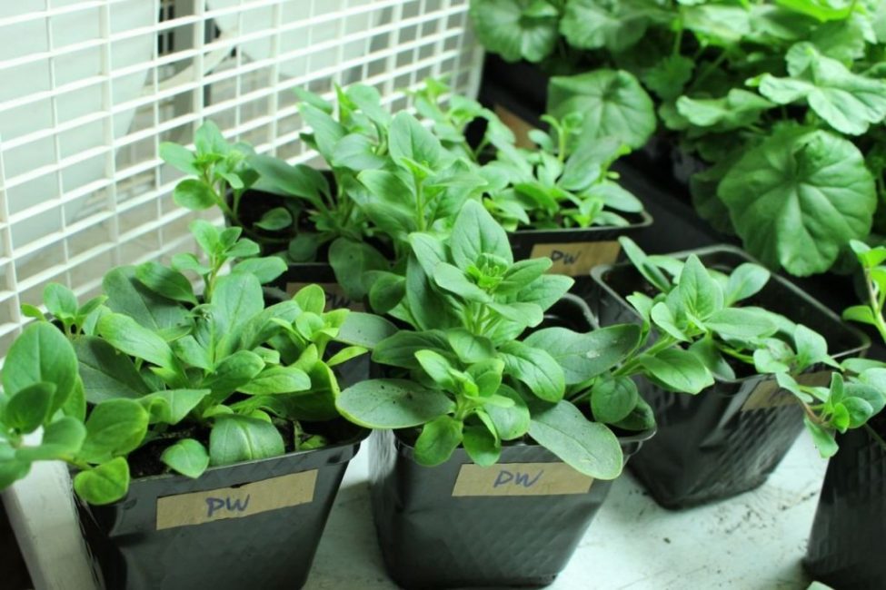 Plantas jóvenes en macetas