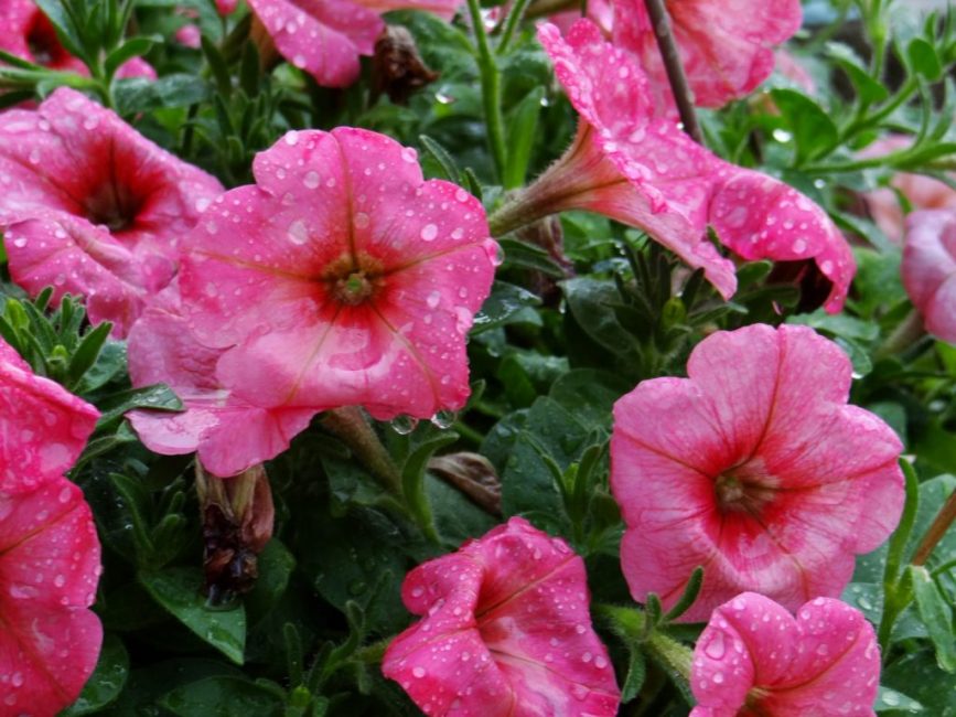 Petunia