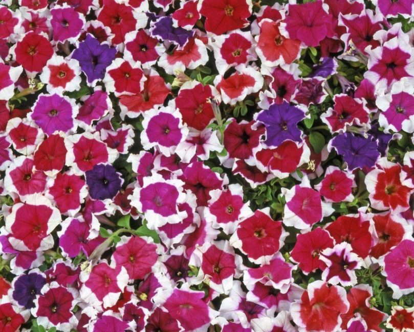 flor de petunia