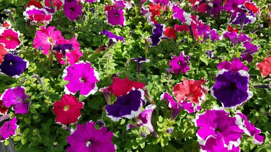 plantas sanas
