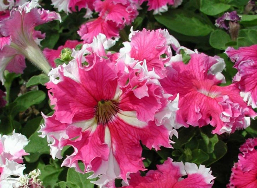 Petunia