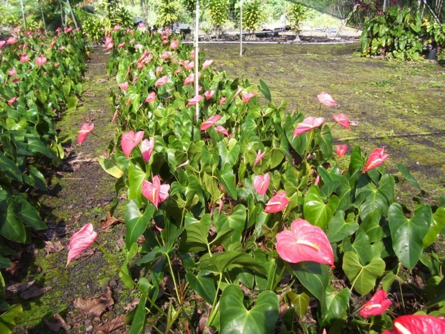 Les fulles clares i les estípules rosades creen una combinació suau