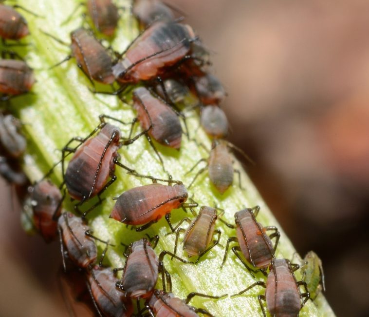 pulgón Helichrysalis