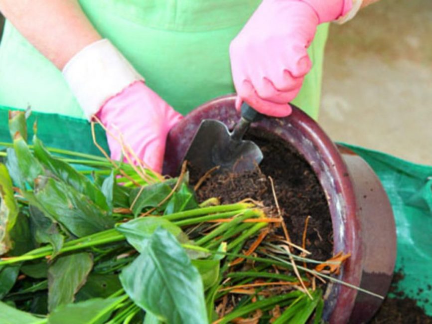 Quan es trasplanta, la terra canvia completament. L'arbust es pot dividir en diverses parts plantant-lo en tests petits