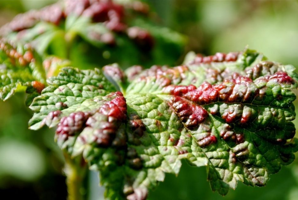 Galls, un compañero frecuente de pulgones