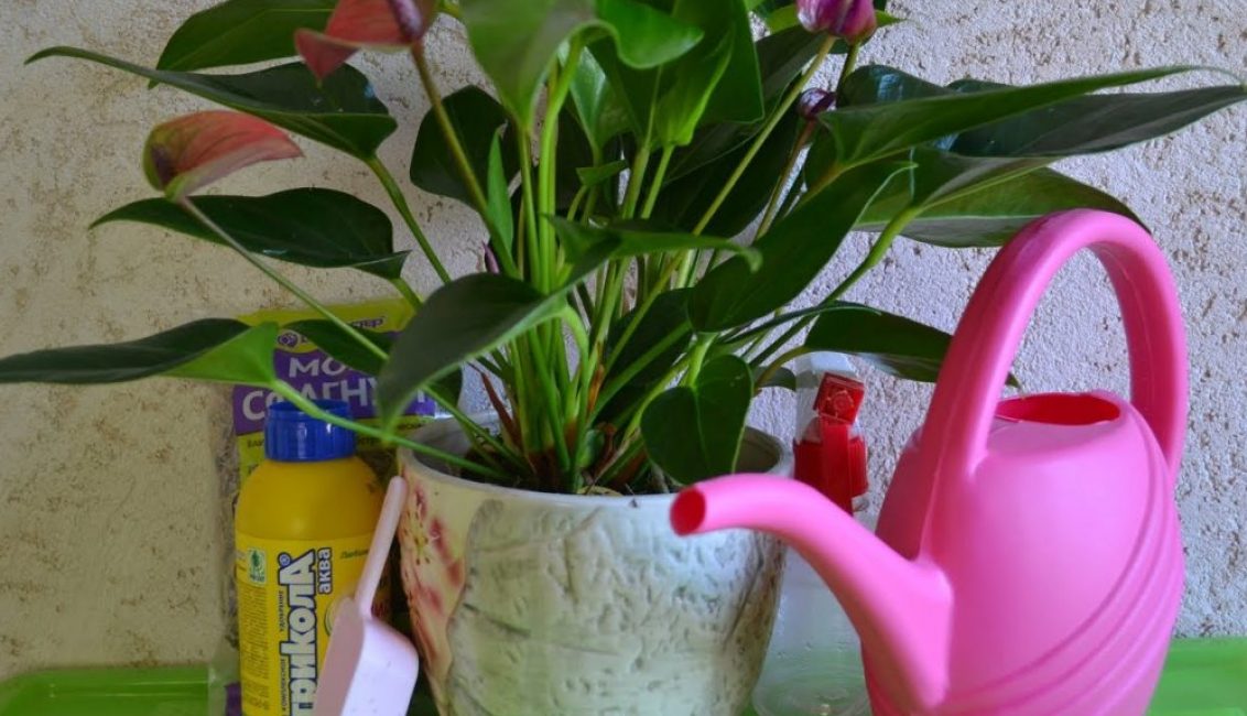 La planta tropical necessita una humitat abundant