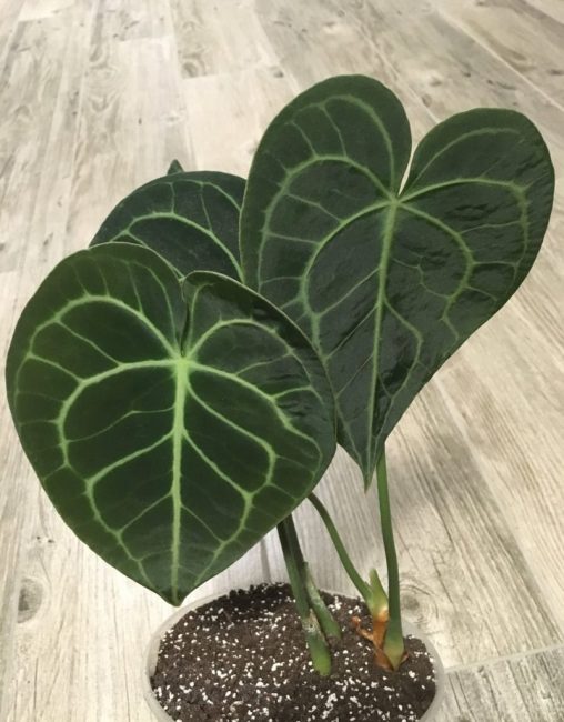 Anthurium magnificum