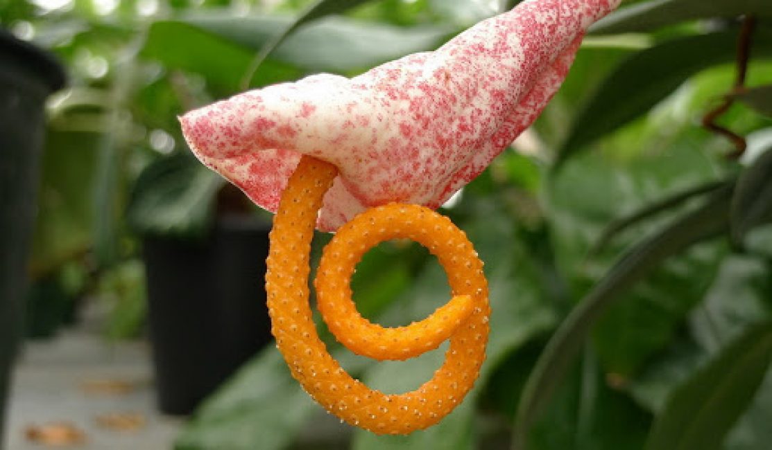Anthurium Amaretti és interessant amb una bràctea enrotllada en un tub i una panotxa retorçada
