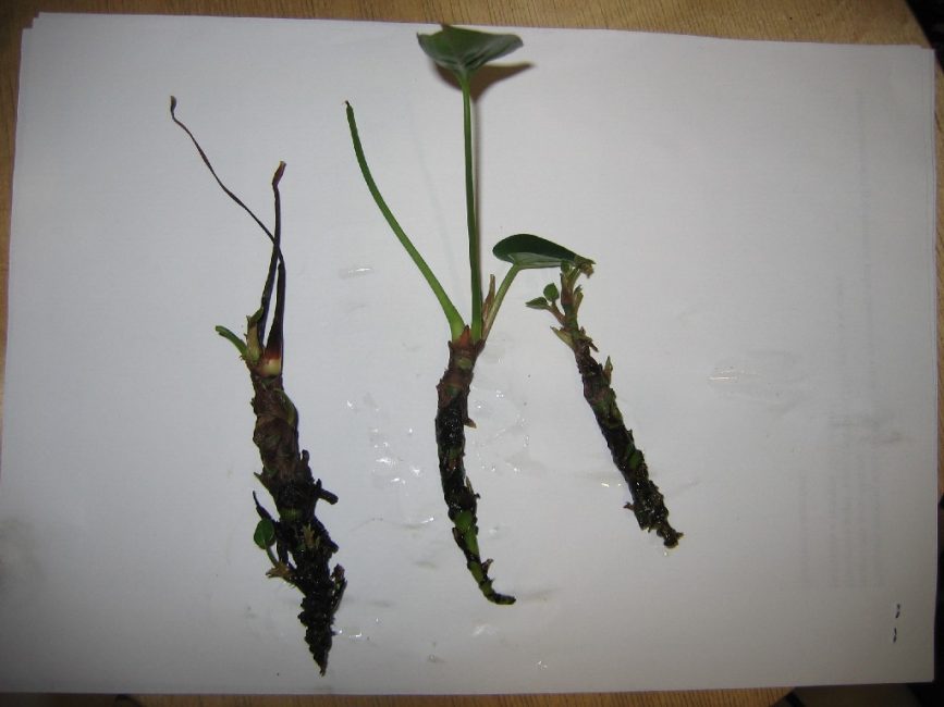 Anthurium - reproducció i arrelament