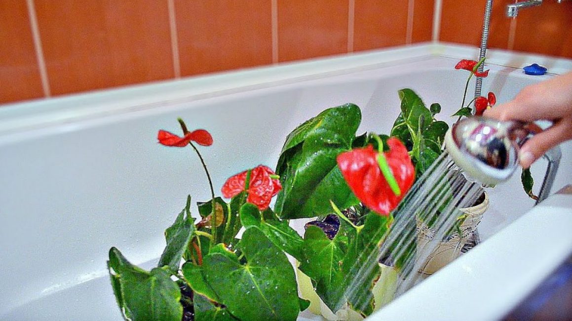 Anthurium: atenció domiciliària i trasplantament de flors