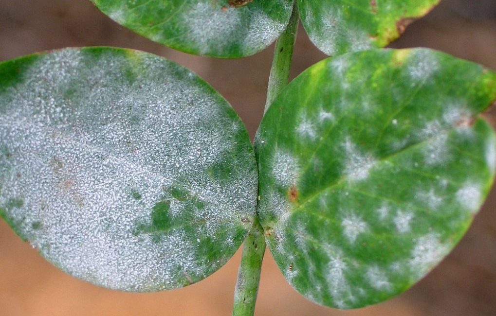 Floración blanca en hojas de petunia o mildiu polvoriento