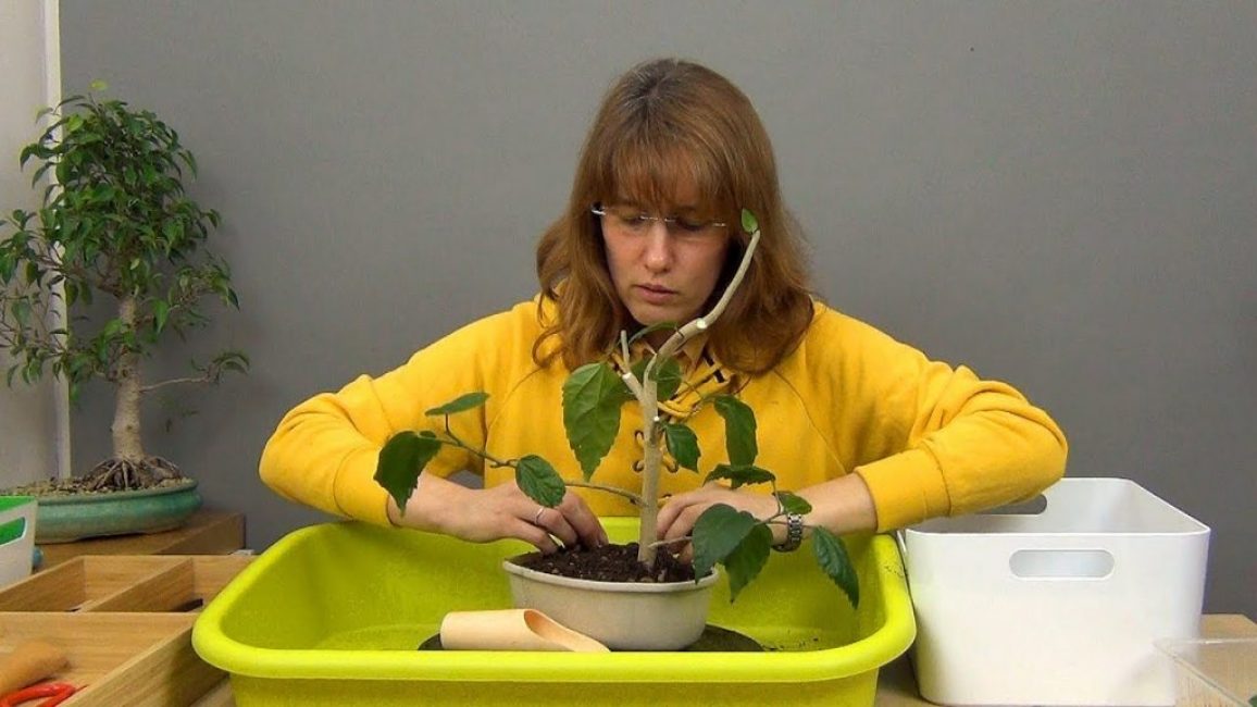 bonsai d'hibisc