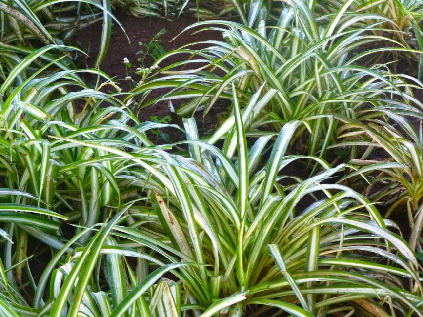 Chlorophytum laxum