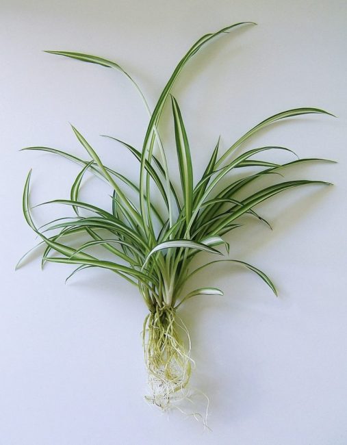 Αναπαραγωγή χλωροφύτου Chlorophytum comosum