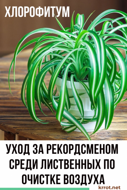 Η σωστή φροντίδα του χλωροφύτου δεν είναι δύσκολη για αρχάριους καλλιεργητές λουλουδιών που μόλις αρχίζουν να δημιουργούν ένα πράσινο εσωτερικό διαμέρισμα