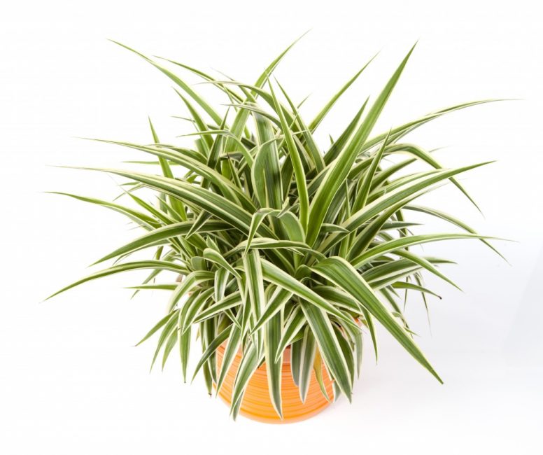 Chlorophytum λοφίο - μια πράσινη αύρα και καθαρότητα αέρα στο σπίτι μας.
