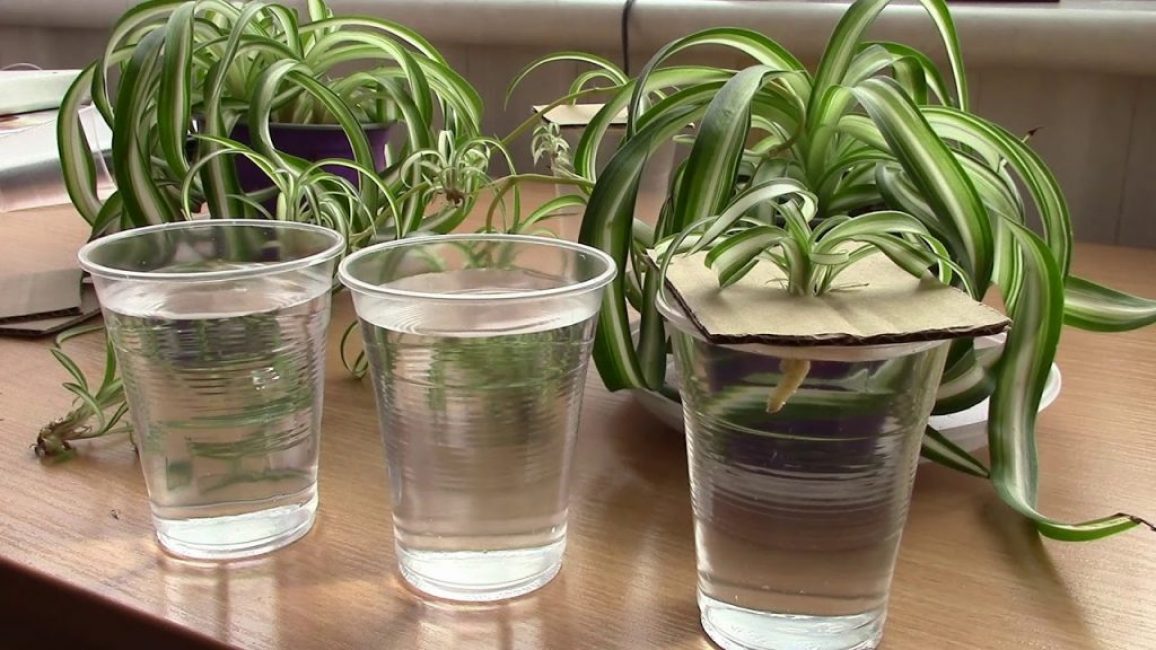 Chlorophytum φροντίδα στο σπίτι